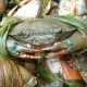 WISATA: Kepiting, Penganan Khas Balikpapan